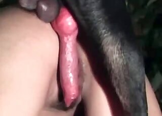 Black dog doesn't hesitate to fuck hard the wet cunt of a bitch