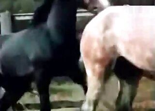 Zoo porn demonstrates passionate sex with horses from various angles