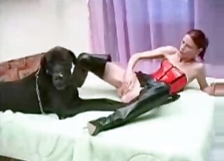 Black doggie can't stop licking that tight pussy of a moaning bitch at home