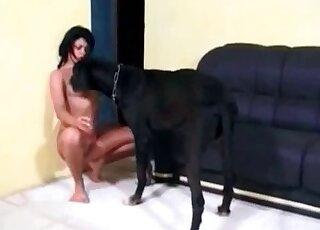 Huge dog is licking wet pussy and tits of an aroused brunette
