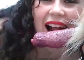 Two zoophile sluts get involved in oral zoo porn with an aroused dog