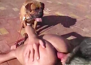 Skinny chick gets fucked by a dog, while another dog is standing by