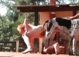 Black-spotted big dog bangs hot slut's cunt in outdoors zoo porn