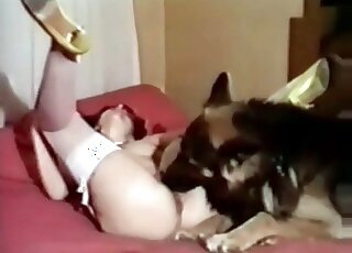 White stockings brunette blows a dog while men watch her suck