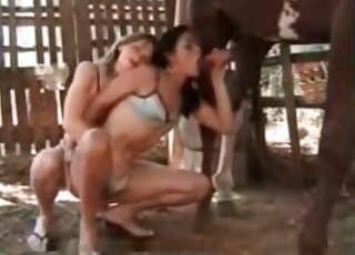 Zoophilic GFs decide to suck a horse's cock together in a hot vid