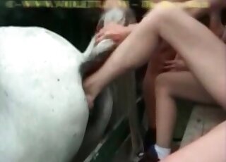 кобыла. зоопарк порно содержание и животные порно секс видео.
