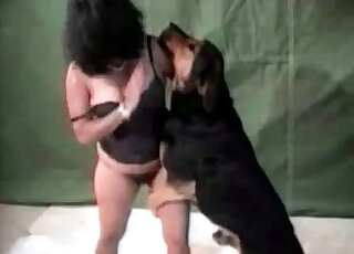 Aroused doggie cannot wait to fuck that brunette MILF right now