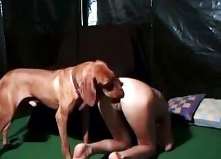 Doggie licks pussy of a horny bitch, who wants to get fucked