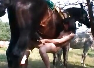 Hot wife is doing her best to make a big horse deliver sperm