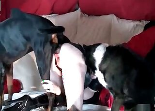 Zoo bitch invites two dogs to fuck her pink pussy in a XXX video