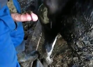 Nasty pervert is going to stuff his cock in the animal’s asshole