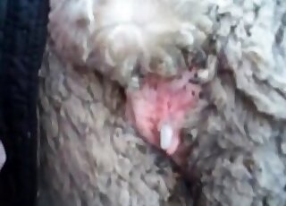 Guy fucks a sheep and gets orgasmic pleasure in a zoo scene