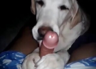 Brave dude gets his dick sucked by his dog in a XXX zoophilia video