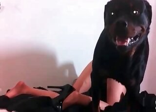 Female pervert explores huge thick cock of a black dog in a XXX scene