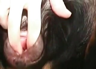 Zoo pervert licks and sucks deep asshole of his pet dog indoors