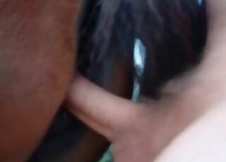 Spoiled guy fucks a horse enjoying the presence of his dong in its hole