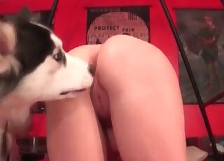 Dog can’t wait to bang wet shaved pussy of a nerdy mature bitch