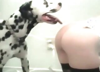 Bestiality sex loving wife trains her dalmatian dog to fuck her pussy