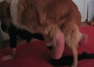Hot-assed woman loves the presence of her dog’s cock in ass and pussy