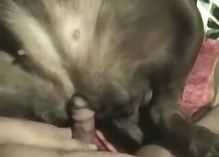 Fat dude spoils his dog fucking it hard in a XXX zoo porn scene