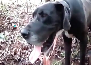 Ugly slut wanks to a stallion and sucks its huge dick like insane