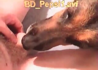 Dude gets his dick licked by pet dog before fucking the animal hard