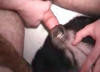 Weird dude shoves hairy dick in canine’s hole and fucks it insanely