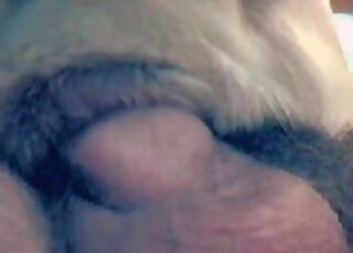 Closeup homemade zoo porn vid of a male pervert fucking a canine