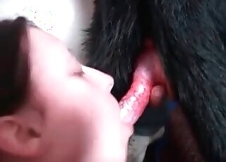 Insatiable bitch fucks like a whore with her dog and sucks its dick