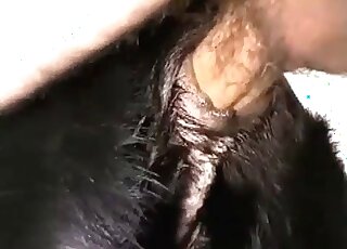 Dude with a huge hairy cock fucks a canine and gets orgasmic ...