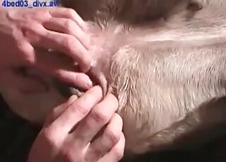 Zoophile loves exploring his dogs’ holes with fingers and his dong