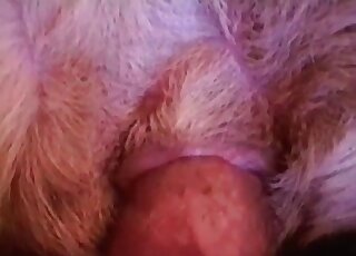 Hairy dude stuffs deep cunt of his female dog with his throbbing cock