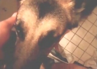 Dog takes hairy cock of a fat dude in mouth giving him a blowjob