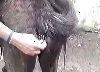 Female horse looks so sweet for a crazy pervert and he fucks her hard