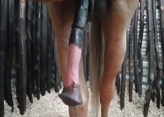 Huge bouncing cock of a stallion can be of interest to many perverts