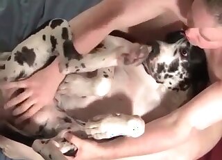 Guy bangs his dog on the bed really insanely in a homemade zoo porn vid