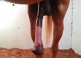Zoo sex loving bitch takes a video of stallion’s cock getting erected