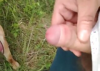 Dog likes to lick a man’s cock and to get drops of cum on its tongue
