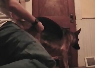 Filthy male pervert takes off his pants to fuck his submissive dog