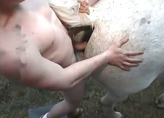 Guy comes up to a horse from behind to fuck it as hard as he can