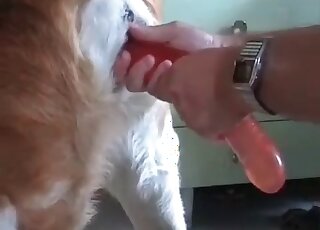 Zoophile guy jerks off pink cock of his dog in a XXX zoo sex video