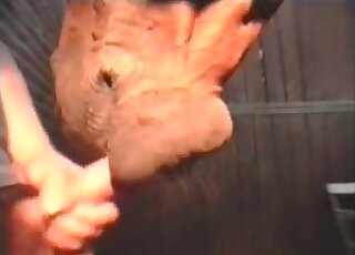 Bestiality addicted guy stuffs mouth of a horse with his hairy cock