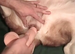 Weird zoophile guy shoves a sex toy into a deep hole of his pet dog