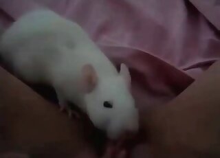 Nasty zoophile bitch makes a teen mouse sniff at her pussy and clit