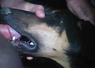 Brave zoophile stuffs mouth of his dog with his throbbing cock