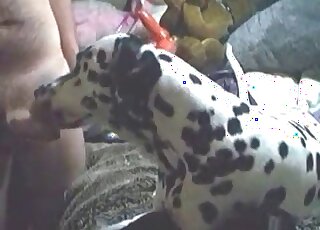 Zoophile guy teaches his dalmatian dog to give him a blowjob
