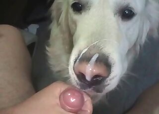 Zoo sex loving guy wanks and makes a dog lick his dick in the process