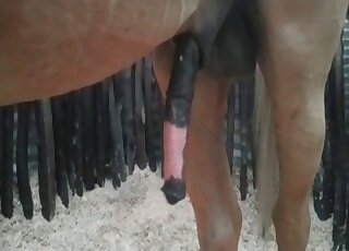 Stallion has his erected cock ready for all kinds of zoo perverts