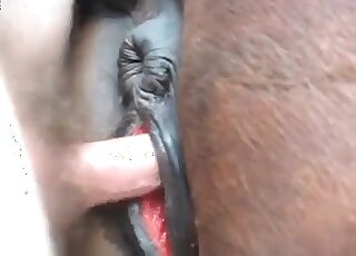 Pervert crushes up deep cunt of a big horse and delivers creampies