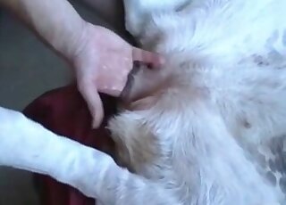 Weird guy fists his dog’s pussy and then bonks it really insanely